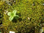 Barbula convoluta Hedw. var. convoluta