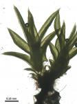 Barbula convoluta Hedw. var. convoluta