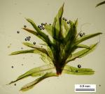 Barbula convoluta Hedw. var. convoluta