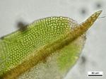 Barbula convoluta Hedw. var. convoluta