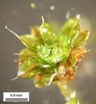 Barbula indica (Hook.) Spreng. var. indica