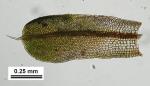 Barbula indica (Hook.) Spreng. var. indica