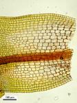 Barbula indica (Hook.) Spreng. var. indica
