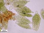 Barbula indica (Hook.) Spreng. var. indica