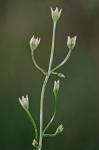 Bartonia paniculata (Michx.) Muhl. ssp. paniculata
