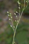 Bartonia paniculata (Michx.) Muhl. ssp. paniculata