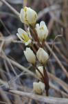 Bartonia verna (Michx.) Raf. ex Bart.