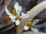 Bartonia verna (Michx.) Raf. ex Bart.