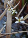 Bartonia verna (Michx.) Raf. ex Bart.