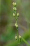 Bartonia virginica (L.) BSP