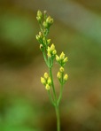 Bartonia virginica (L.) BSP
