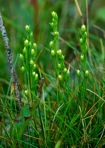 Bartonia virginica (L.) BSP
