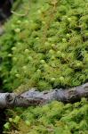 Bartramia pomiformis Hedwig