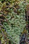 Bartramia pomiformis Hedwig
