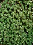 Bartramia pomiformis Hedwig