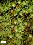 Bartramia pomiformis Hedwig