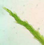 Bartramia pomiformis Hedwig