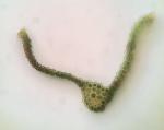 Bartramia pomiformis Hedwig