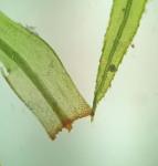 Bartramia pomiformis Hedwig