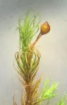 Bartramia pomiformis Hedwig