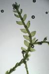 Bazzania denudata (Torr. ex Gottsche, Lindenb. & Nees) Trevis.