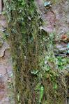 Bazzania nudicaulis A. Evans