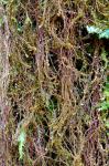 Bazzania nudicaulis A. Evans