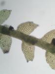 Bazzania tricrenata (Wahlenb.) Lindb. var. tricrenata