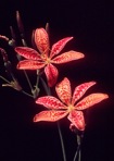 Iris domestica (Linnaeus) Goldblatt & Mabberley