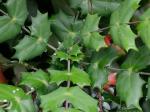 Mahonia bealei (Fortune) Carr.