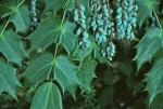 Mahonia bealei (Fortune) Carr.
