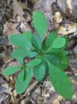Berberis canadensis P. Mill.