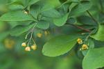 Berberis canadensis P. Mill.