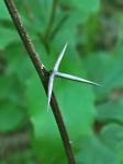 Berberis canadensis P. Mill.