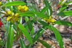Berberis julianae Schneider