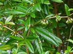 Berberis julianae Schneider
