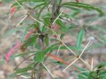Berberis julianae Schneider