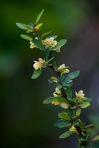 Berberis thunbergii DC