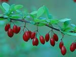 Berberis thunbergii DC