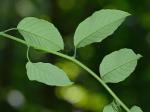 Berchemia scandens (Hill) K.Koch