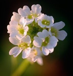 Berteroa incana (Linnaeus) A. P. DeCandolle
