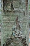 Betula lenta L. var. lenta