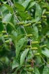 Betula lenta L. var. lenta