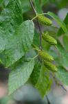 Betula lenta L. var. lenta