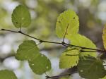 Betula lenta L. var. uber Ashe