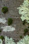 Betula lenta L. var. uber Ashe