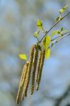 Betula nigra L.