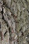 Betula nigra L.