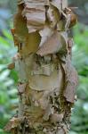 Betula nigra L.