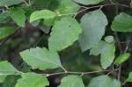 Betula nigra L.